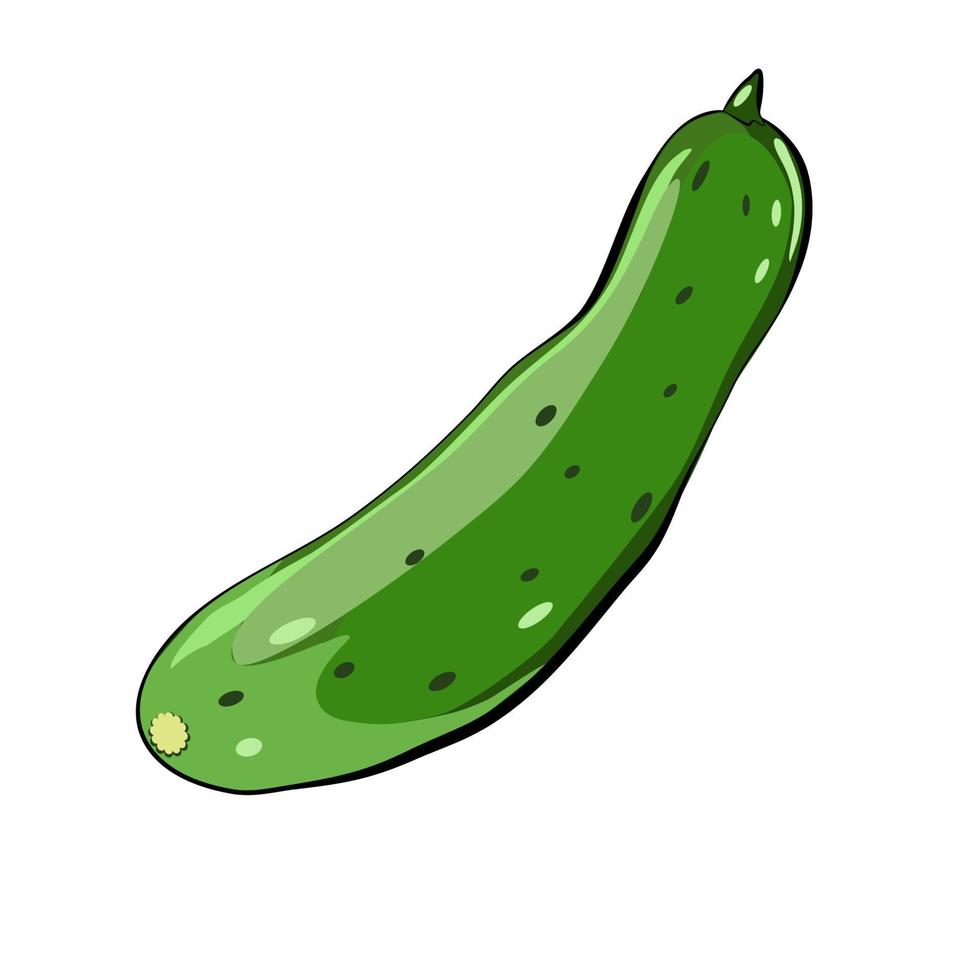 Green whole cucumber vegetable vector