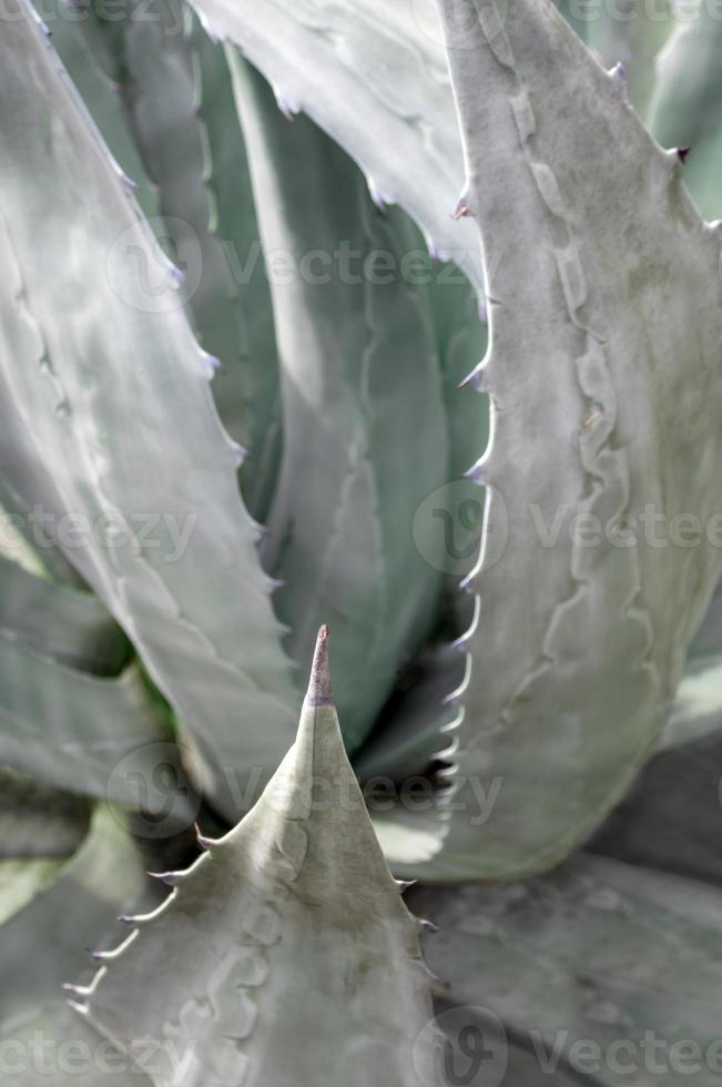 Succulent plant close-up, fresh leaves detail of Agave americana photo
