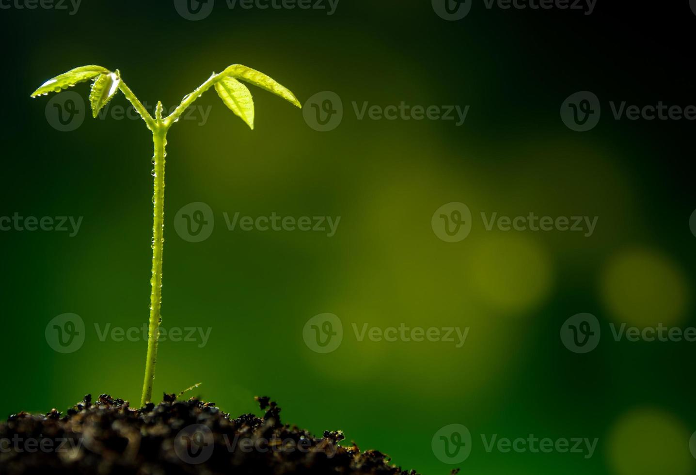 Bud leaves of young plant seeding in forest photo