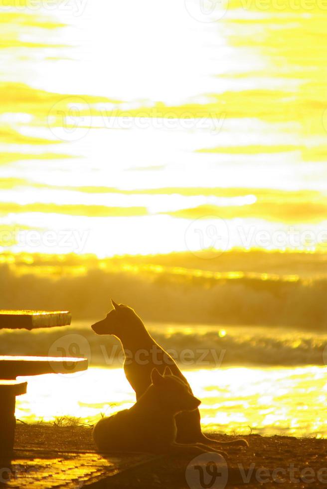 Silhouette of a dog lying on the beach and the gold light of sunset reflex on the sea surface photo