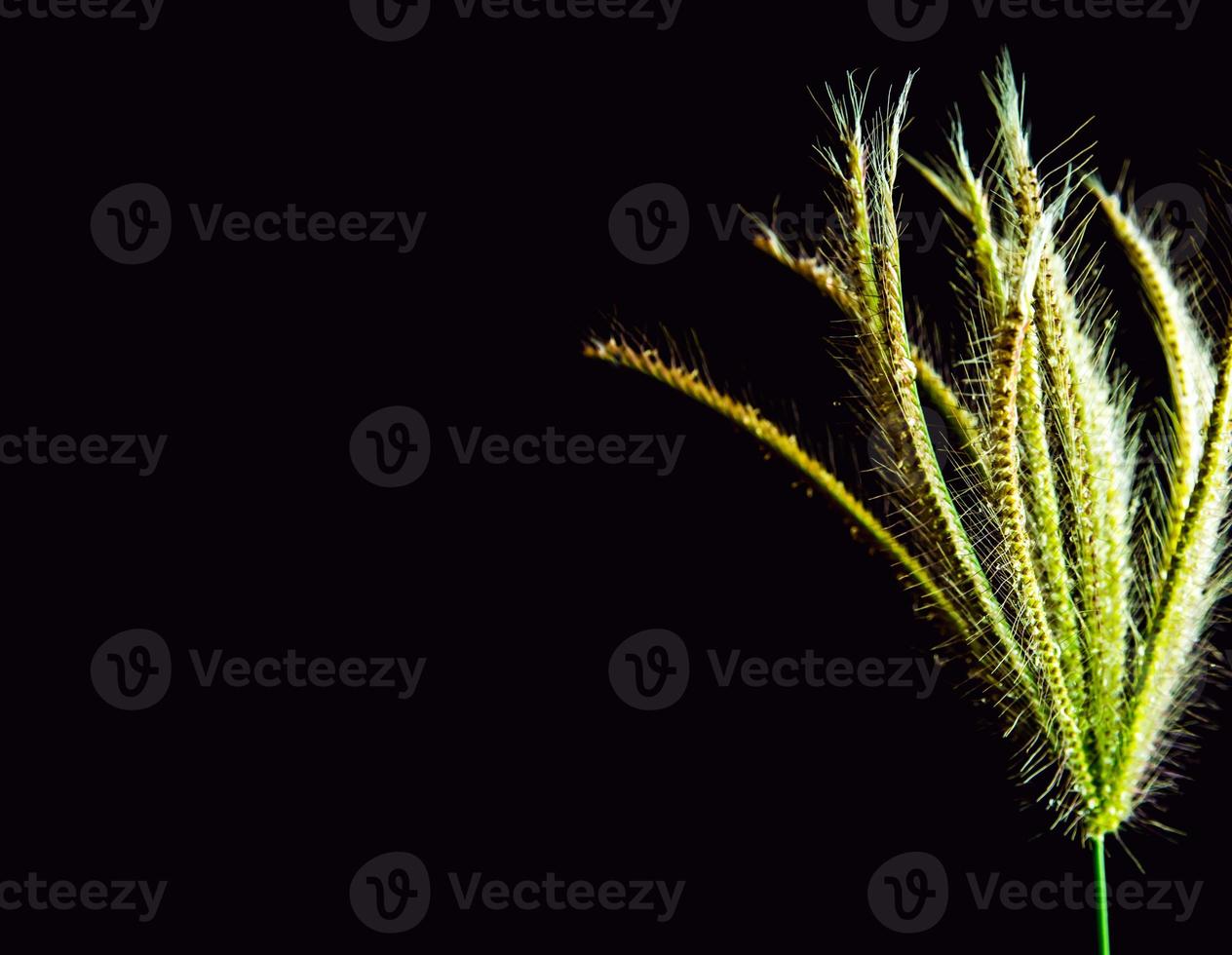 Flower of Swallen Finger grass photo