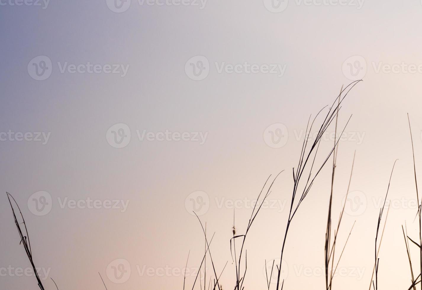 Dried blade of grass in the evening light photo