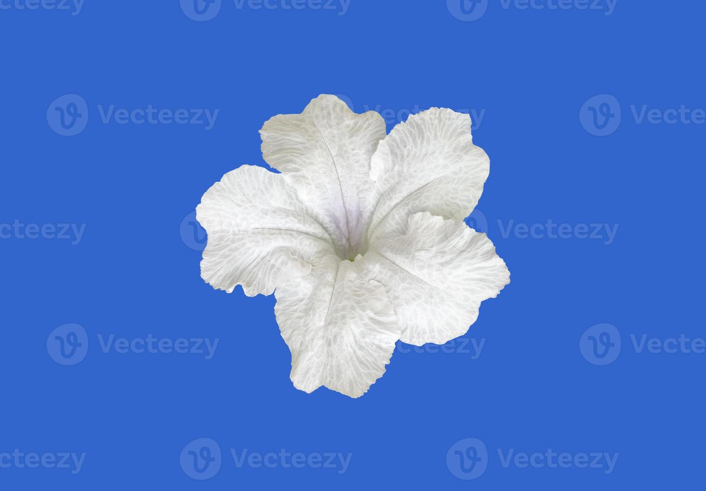 Isolated white ruellia flower with clipping paths. photo