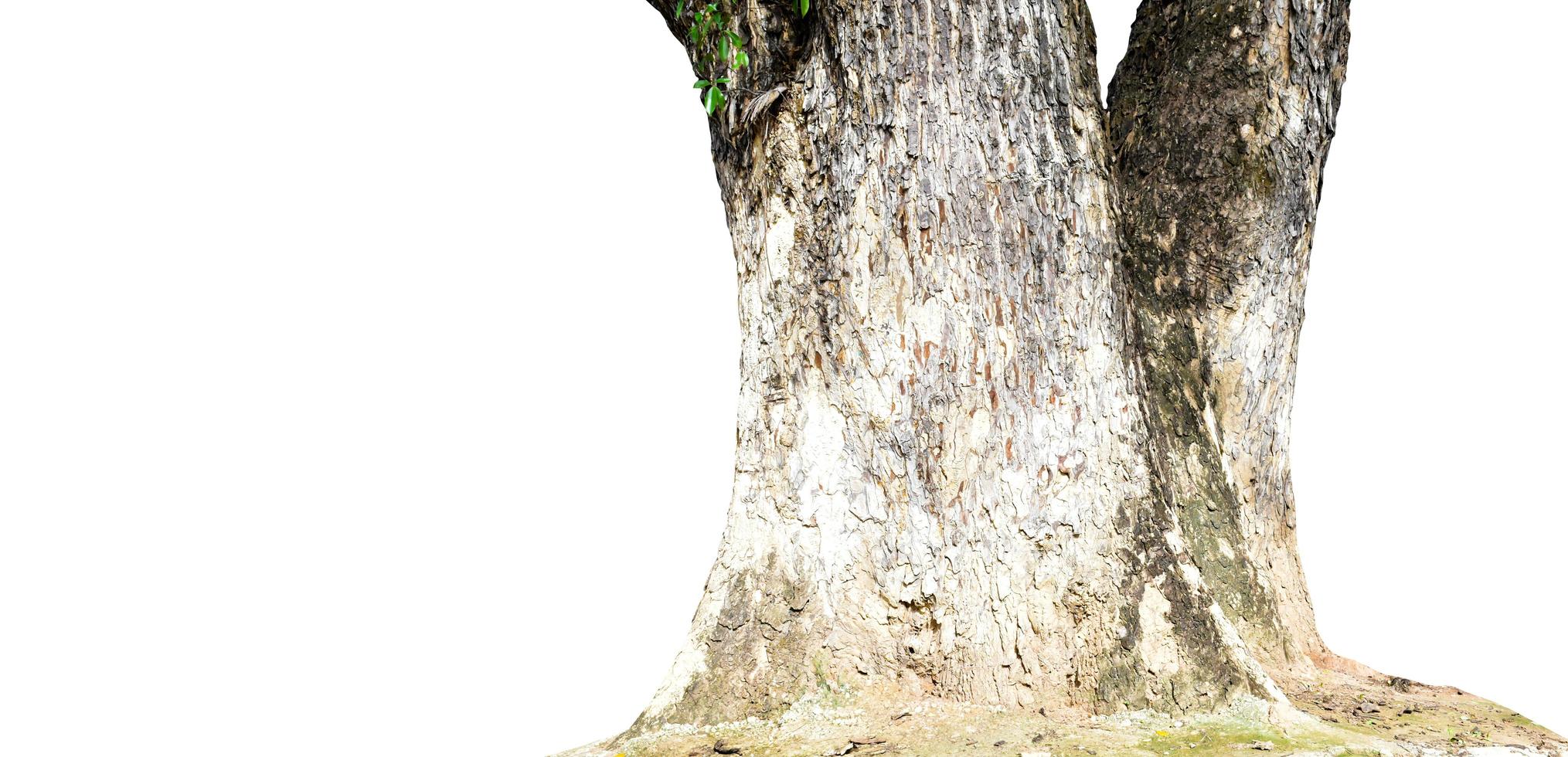 Isolated dead trunk. photo