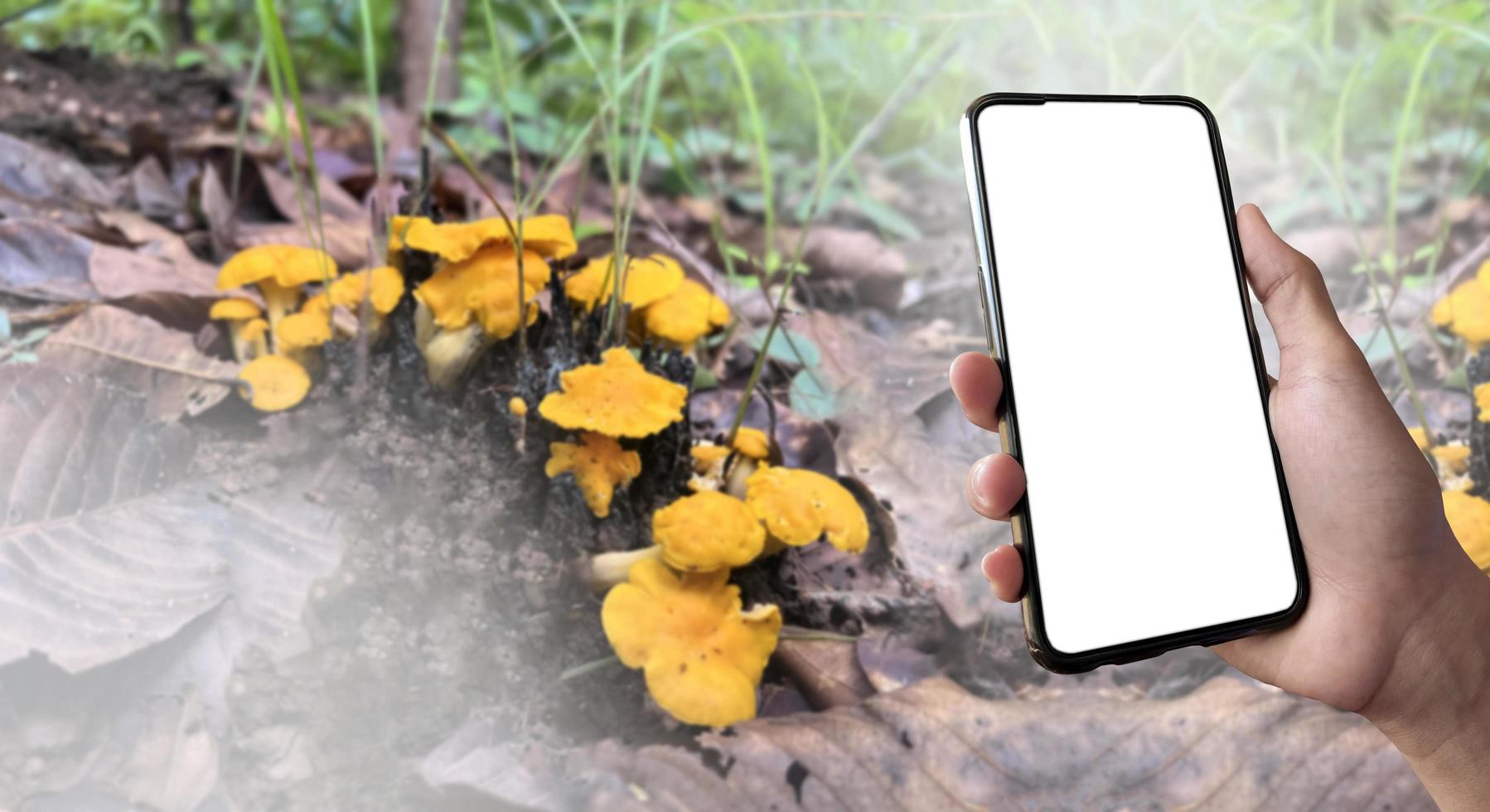 White screen of mobile phone in hand with blurred tropical mushroom background, concept for using technology to study species diversity and area of wild mushrooms in tropical forests. photo