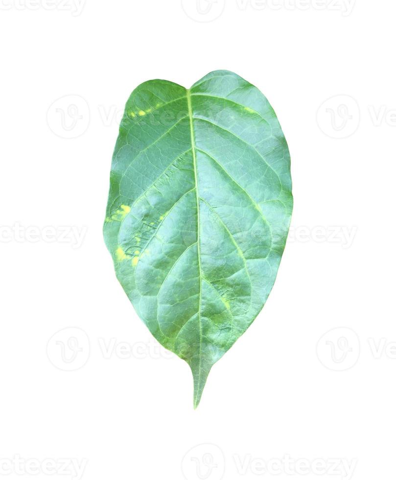 Isolated gurmar leaf or gymnema inodorum dencne leaf with clipping paths. photo
