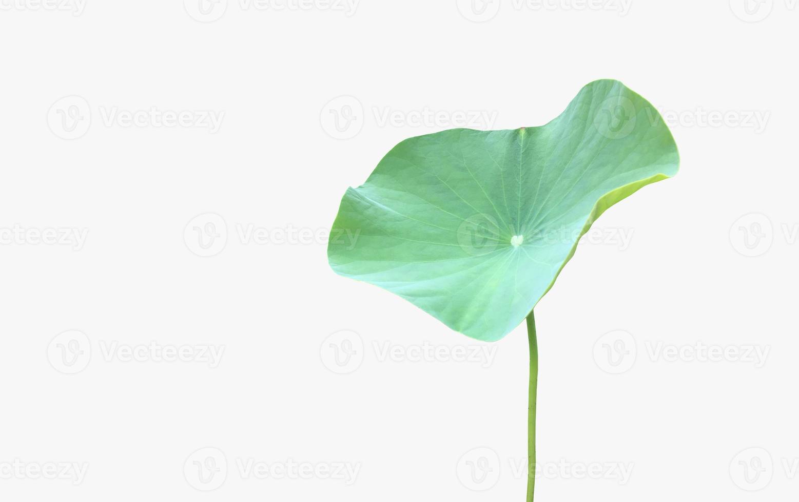 Isolated waterlily or lotus plants with clipping paths. photo
