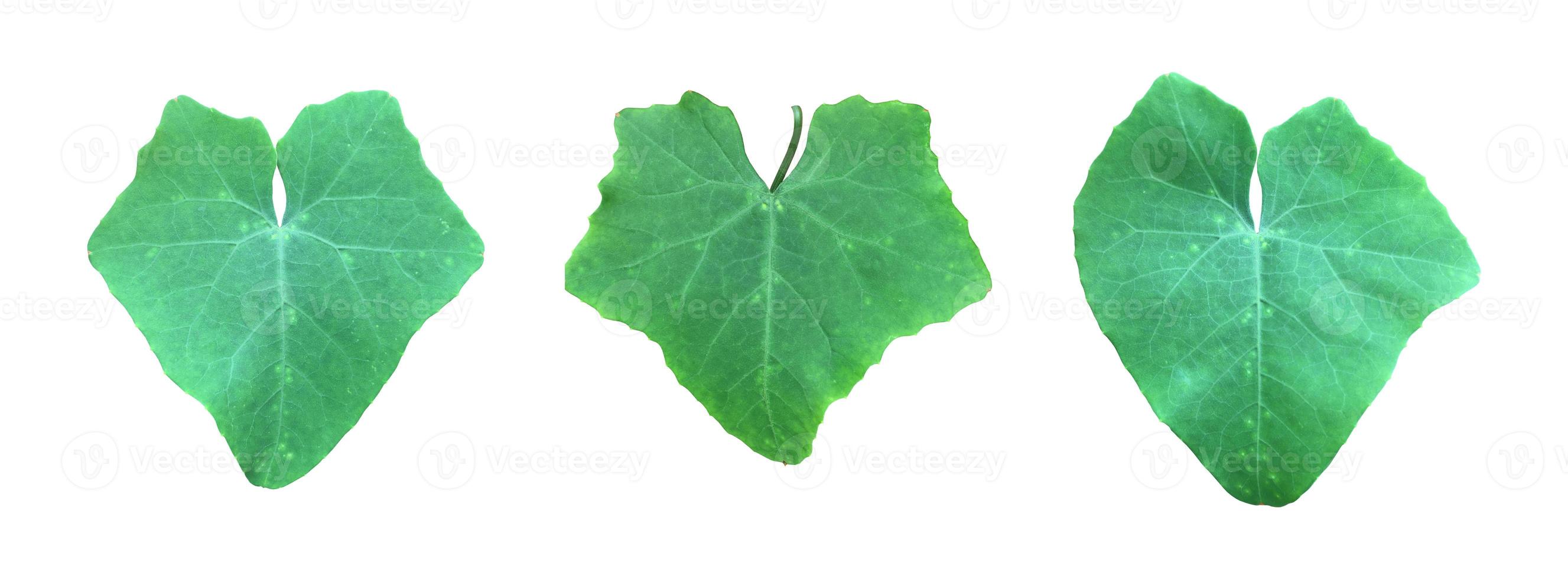 Isolated coccinia grandis leaf with clipping paths. photo