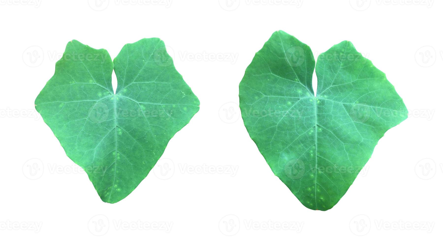 Isolated coccinia grandis leaf with clipping paths. photo