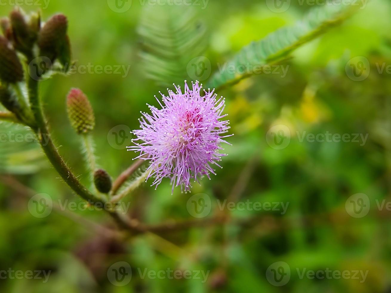 Mimosa pudica flower in bloom, macro photo, close-up photo