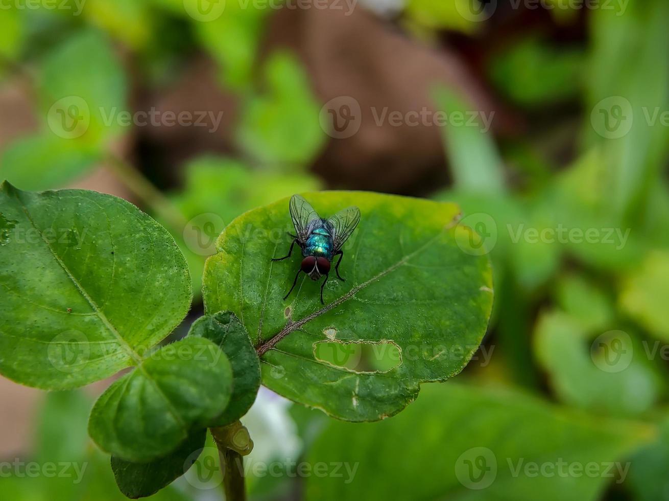 macro photo of a red eyed green fly on a green leaf, selective focus