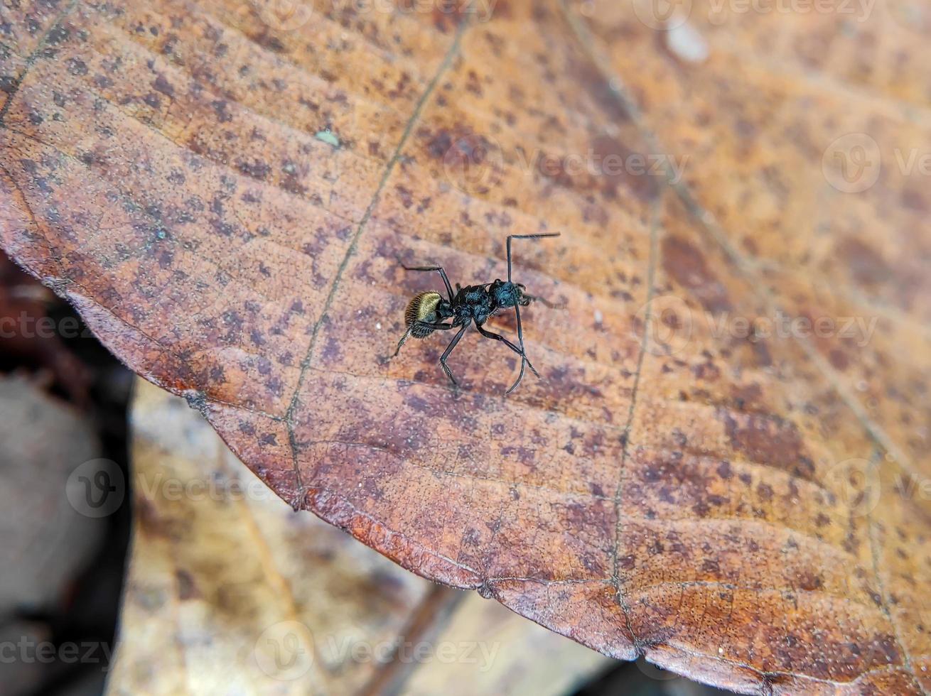 macro shot of a black ant with a golden belly on a dry leaf, selective focus photo