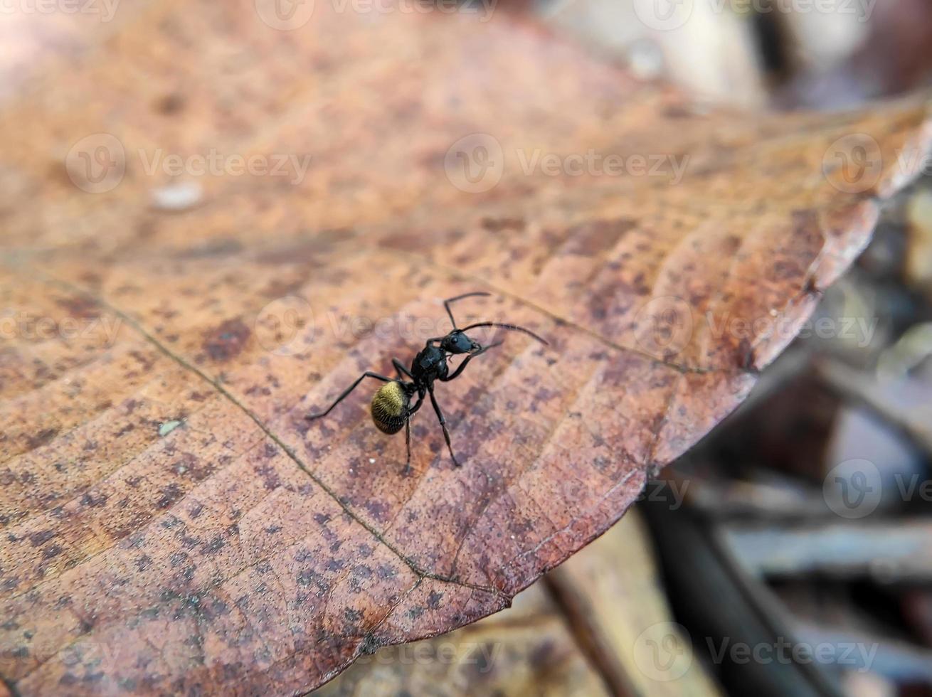 macro shot of a black ant with a golden belly on a dry leaf, selective focus photo