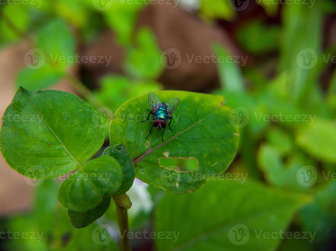 macro photo of a red eyed green fly on a green leaf, selective focus