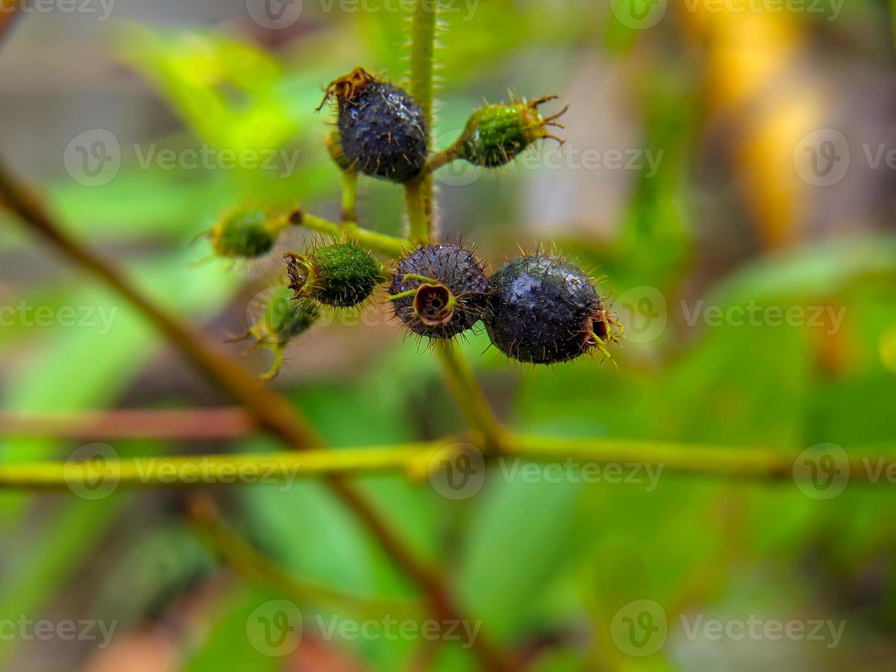 macro photo of the fruit of the Clidemia hirta plant