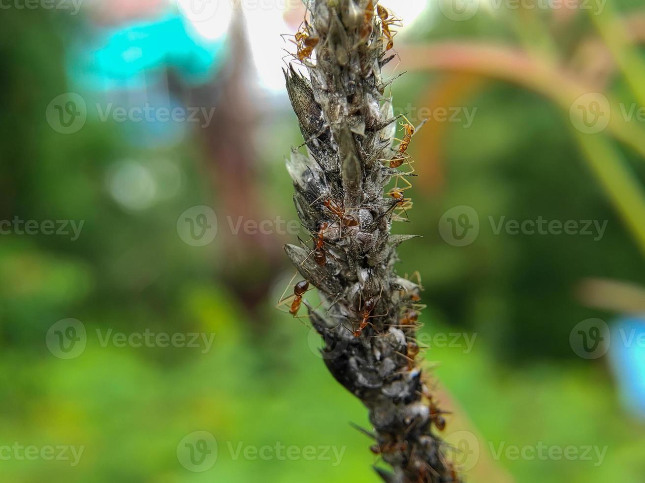 macro photo of a collection of red ants on flowers