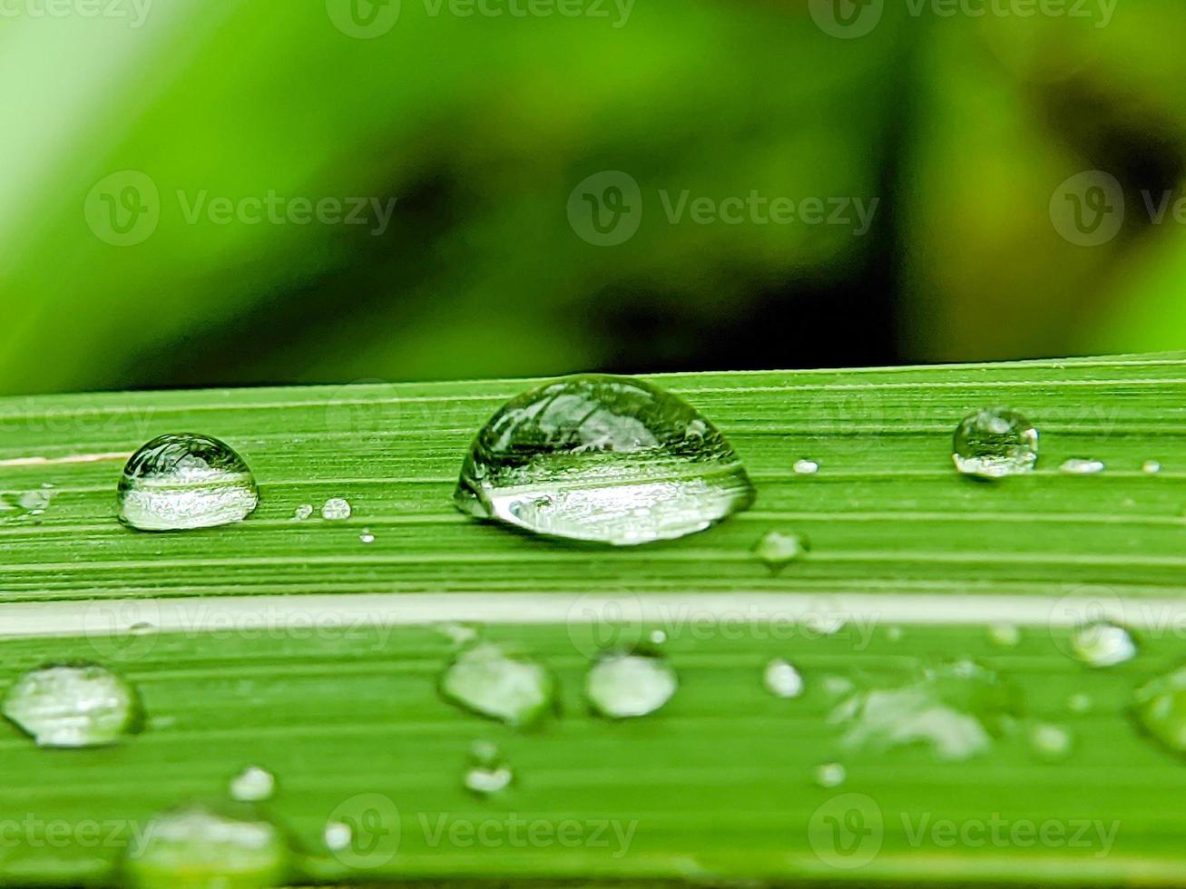 gotas de lluvia sobre hojas verdes frescas foto
