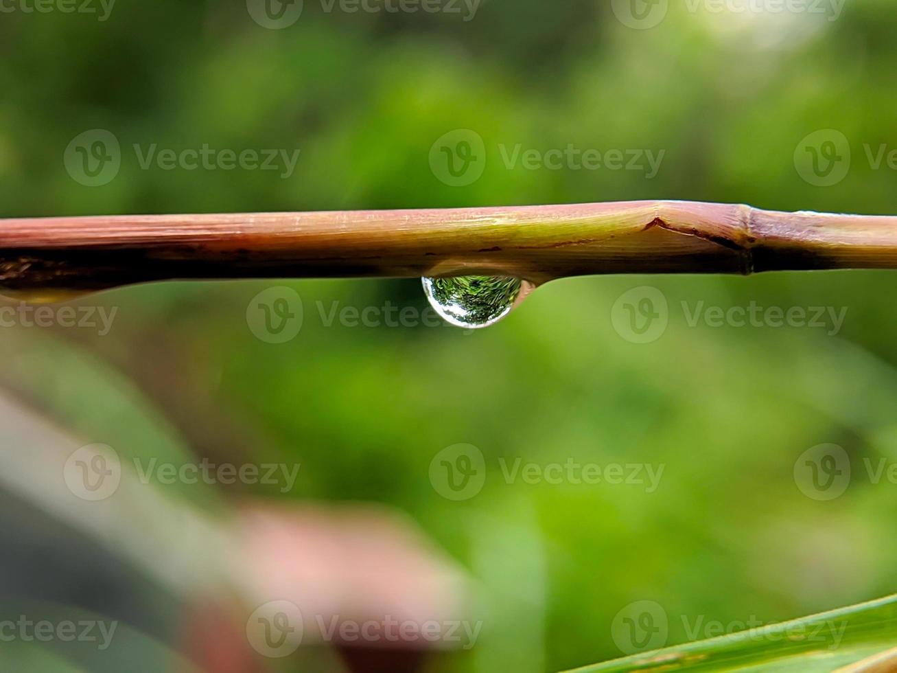 fotografía macro de gotas de agua en las ramas foto