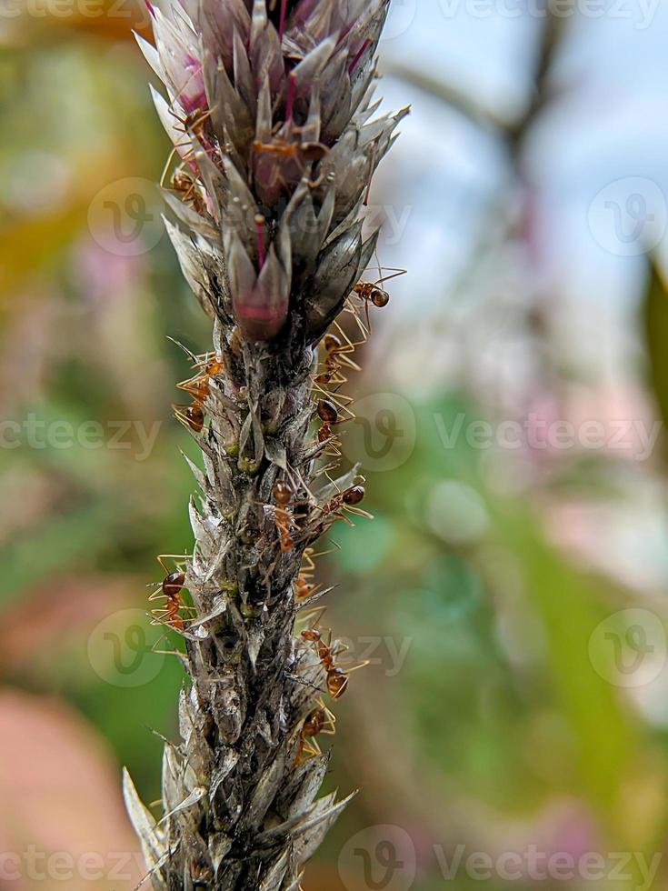 macro photo of a collection of red ants on flowers