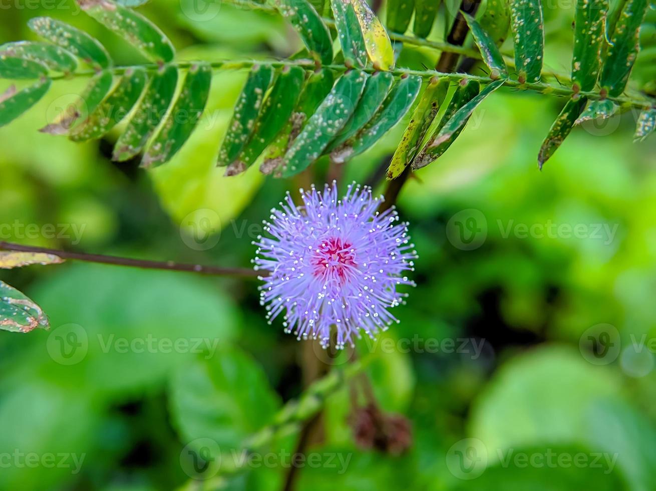 Mimosa pudica flower in bloom, macro photo, close-up photo