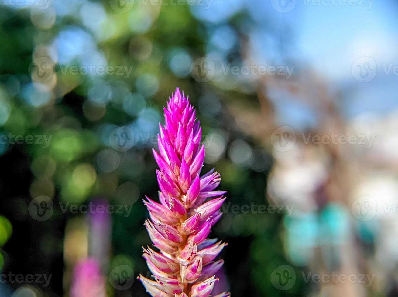 punta púrpura de la flor de celosia argentea con fondo bokeh foto