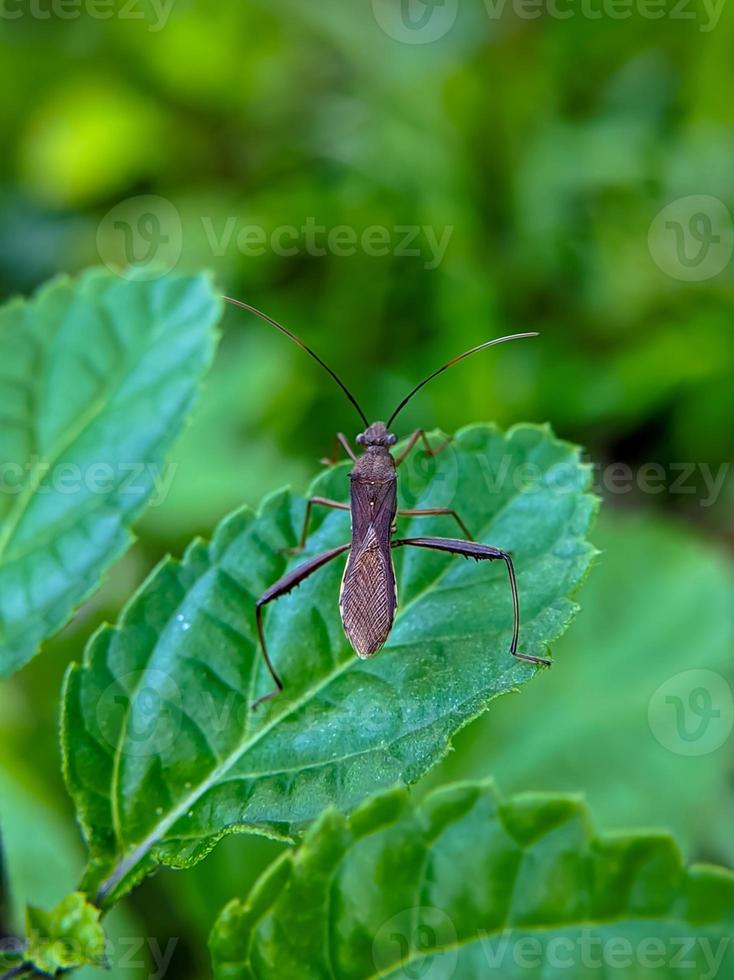 macro photo of a stink bug on a green leaf, selective focus