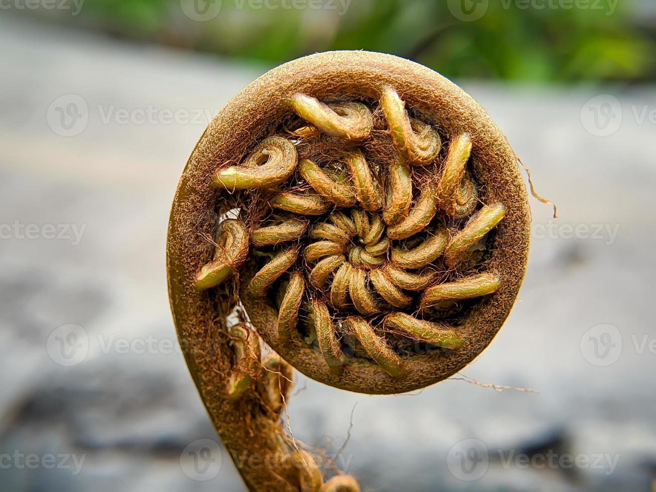 Spiral-shaped brown fern sprouts close-up on bokeh background photo