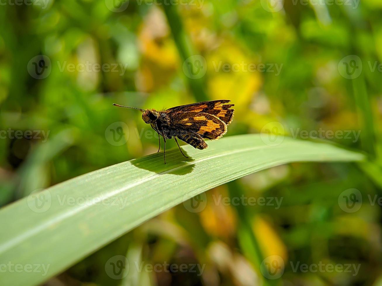 macro photo of a yellow and black butterfly skiper perched on a green weed leaf