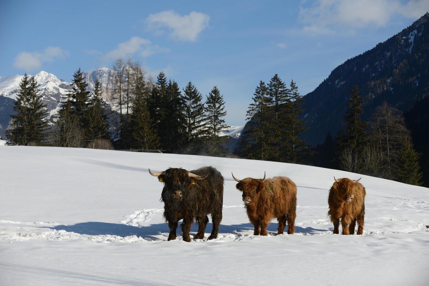 cow animal at winter photo