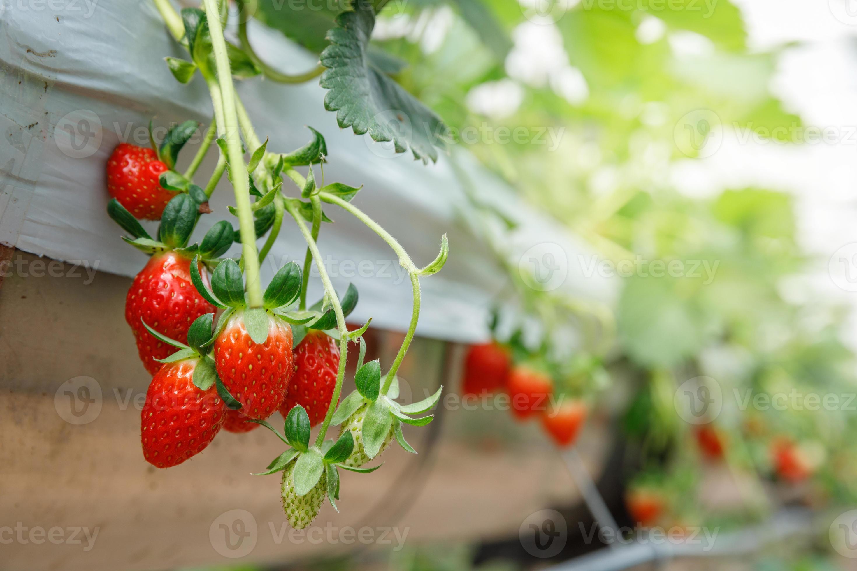 The hydroponics strawberry at greenhouse hydroponics farm with high