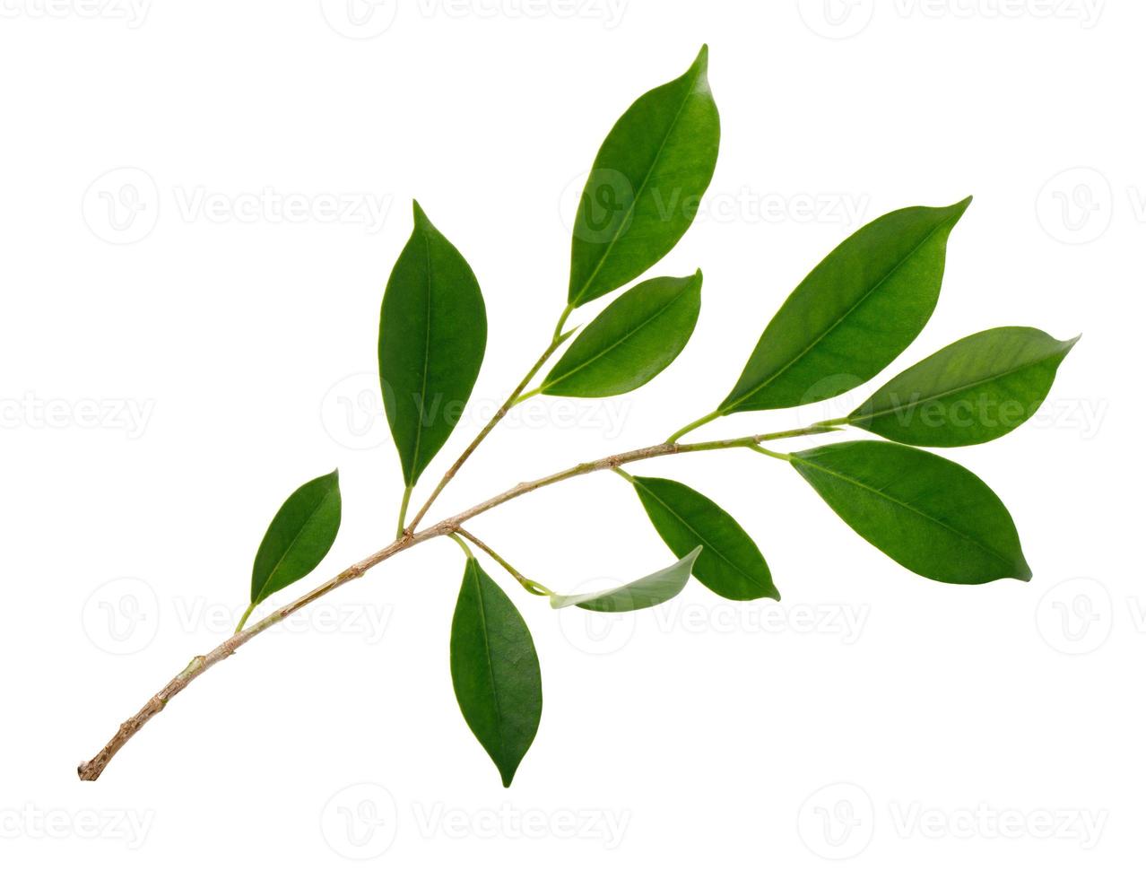 Fresh green leaves branch macro shot isolate on white background photo