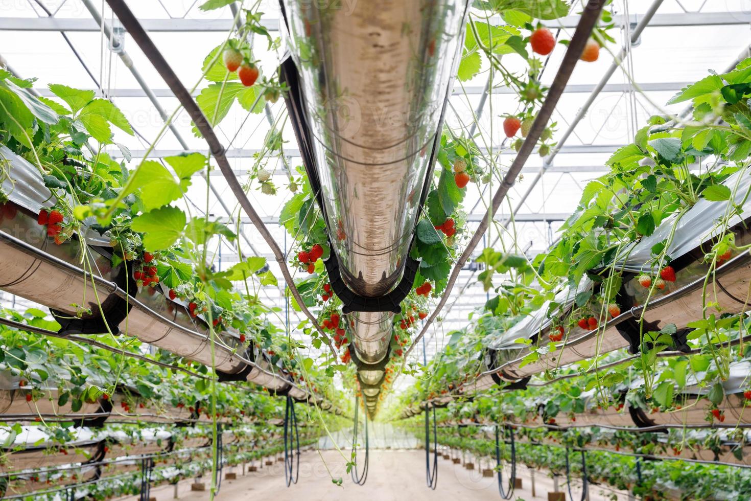 la fresa hidropónica en la granja hidropónica de invernadero con cultivo de alta tecnología en sistema cerrado foto