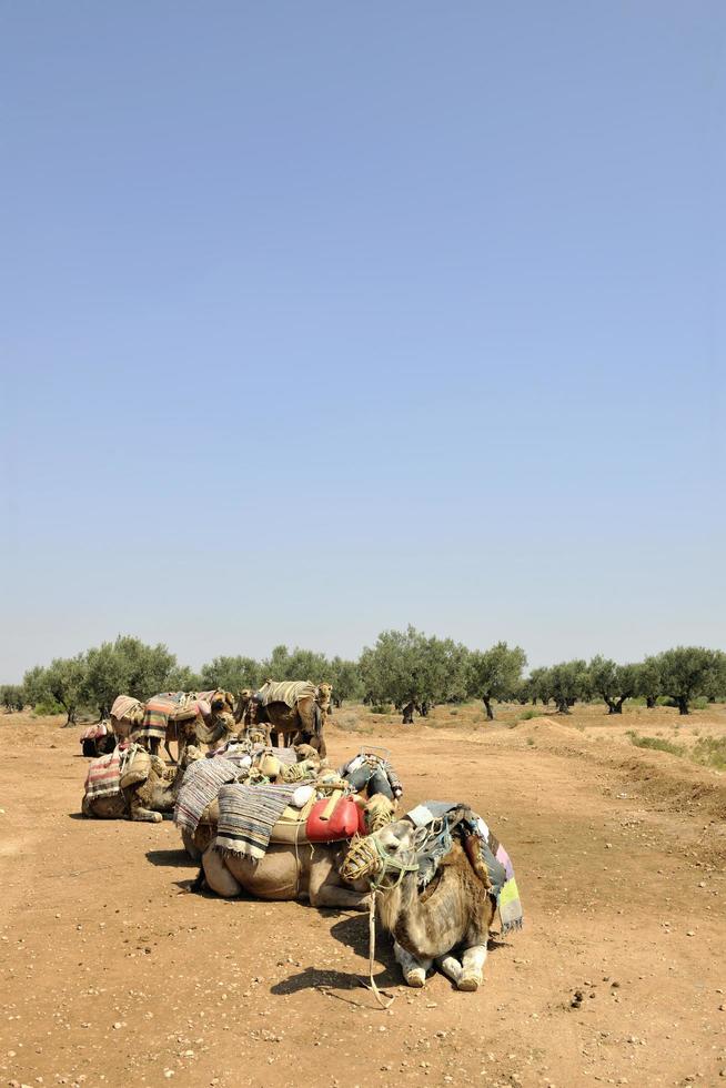 Row of camels photo