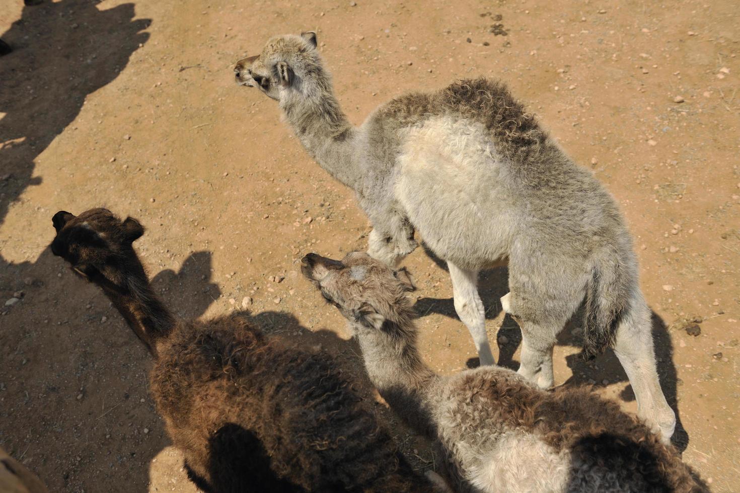Riding camels view photo