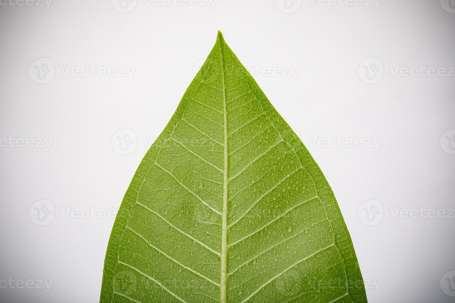 Skeletons and Texture of green leaf with water drop for background macro shot isolate on white background photo