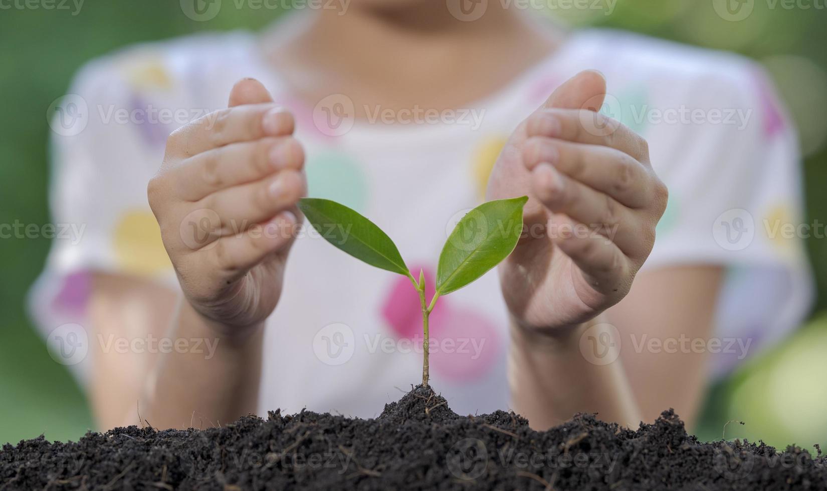 Close up hands little girl holding plant in nature. photo