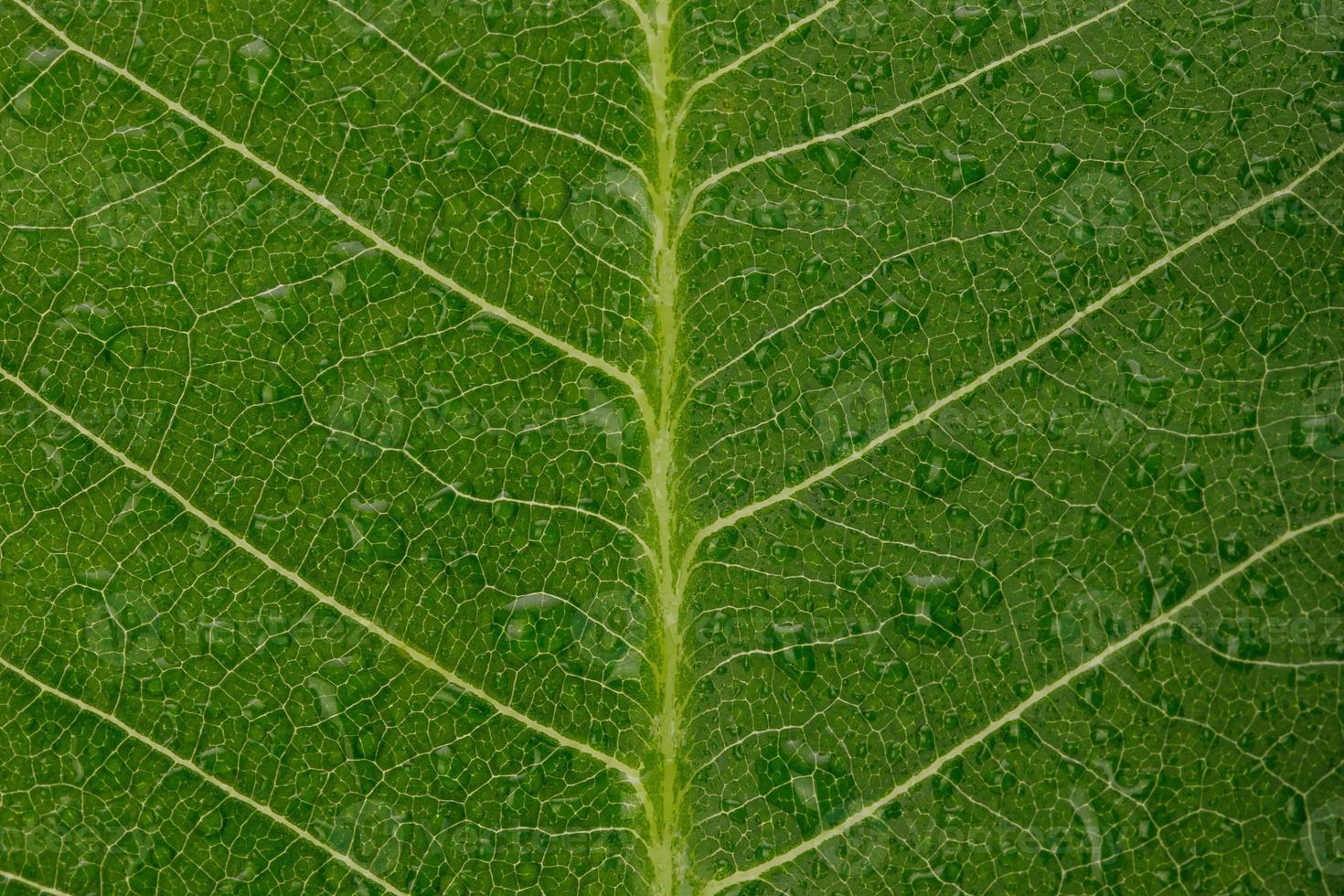 Skeletons and Texture of green leaf with water drop for background macro shot isolate on white background photo