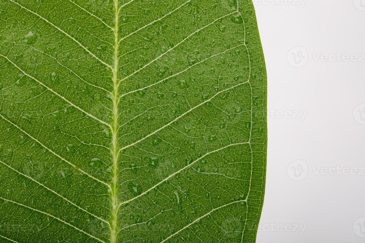 Skeletons and Texture of green leaf with water drop for background macro shot isolate on white background photo
