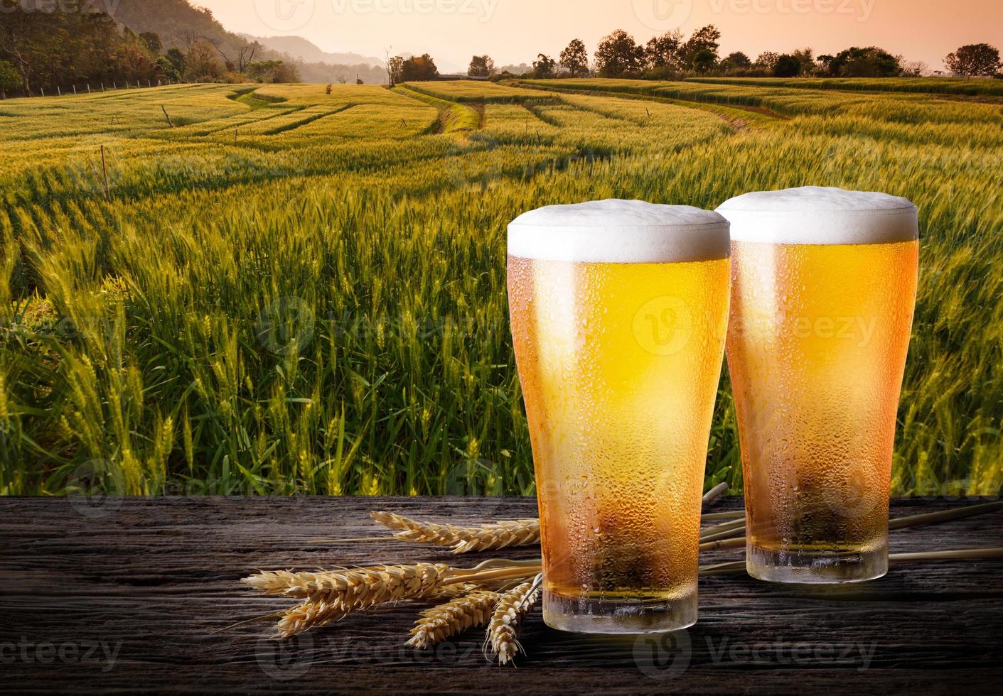 Two glass of beer with wheat on wooden table. Glasses of light beer with barley and the plantations background. photo