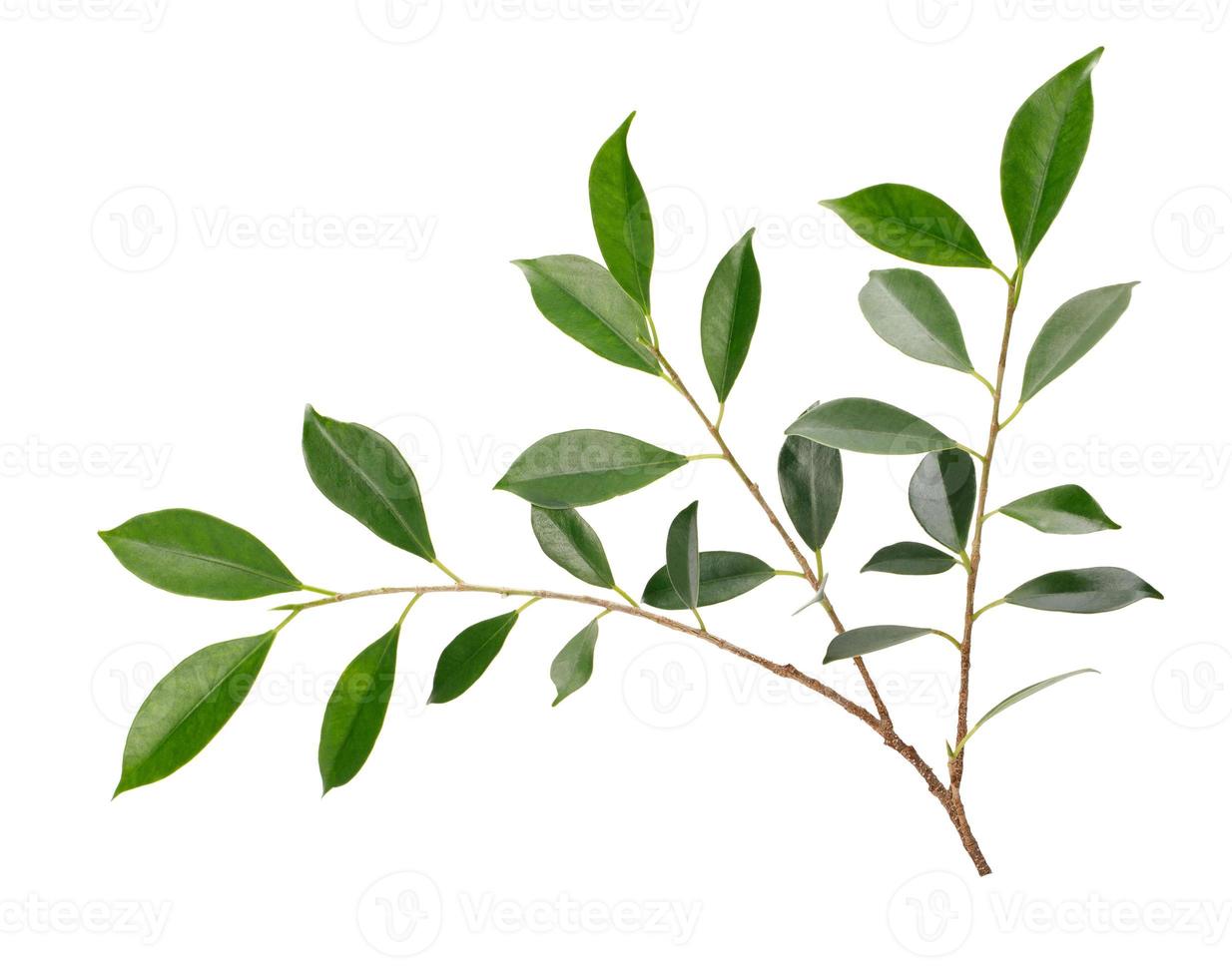 Twig with green leaves macro shot isolate on white background photo