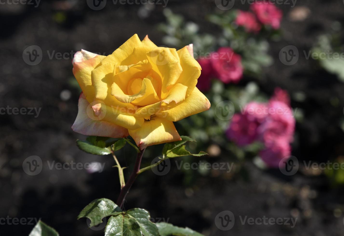 A large yellow rose flower in the summer garden during the day. Beautiful yellow-red rose close-up. photo