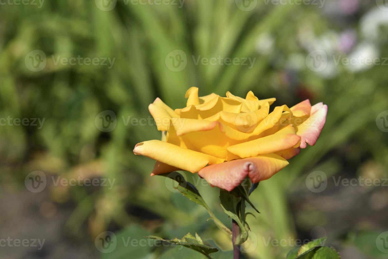 A large yellow rose flower in the summer garden during the day. Beautiful yellow-red rose close-up. photo