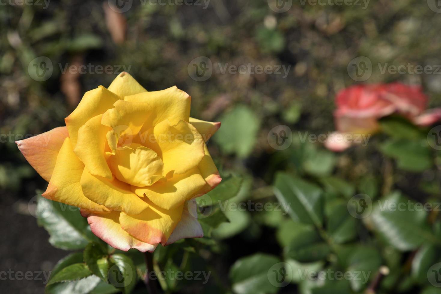 A large yellow rose flower in the summer garden during the day. Beautiful yellow-red rose close-up. photo