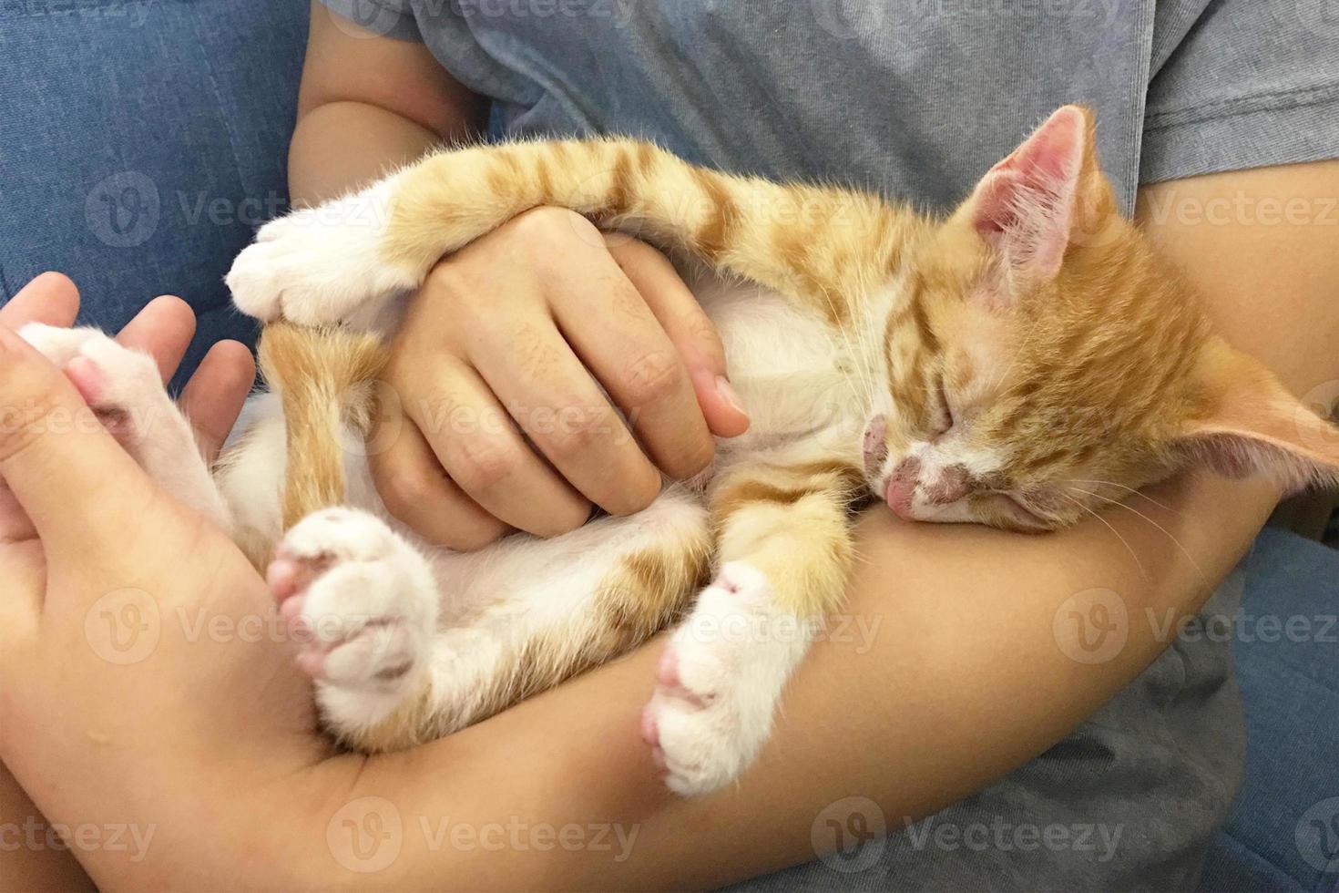 Close up of a rash on the skin of the cat's face. Diagnosis of scabies