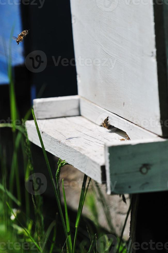 casa de abejas en el prado foto