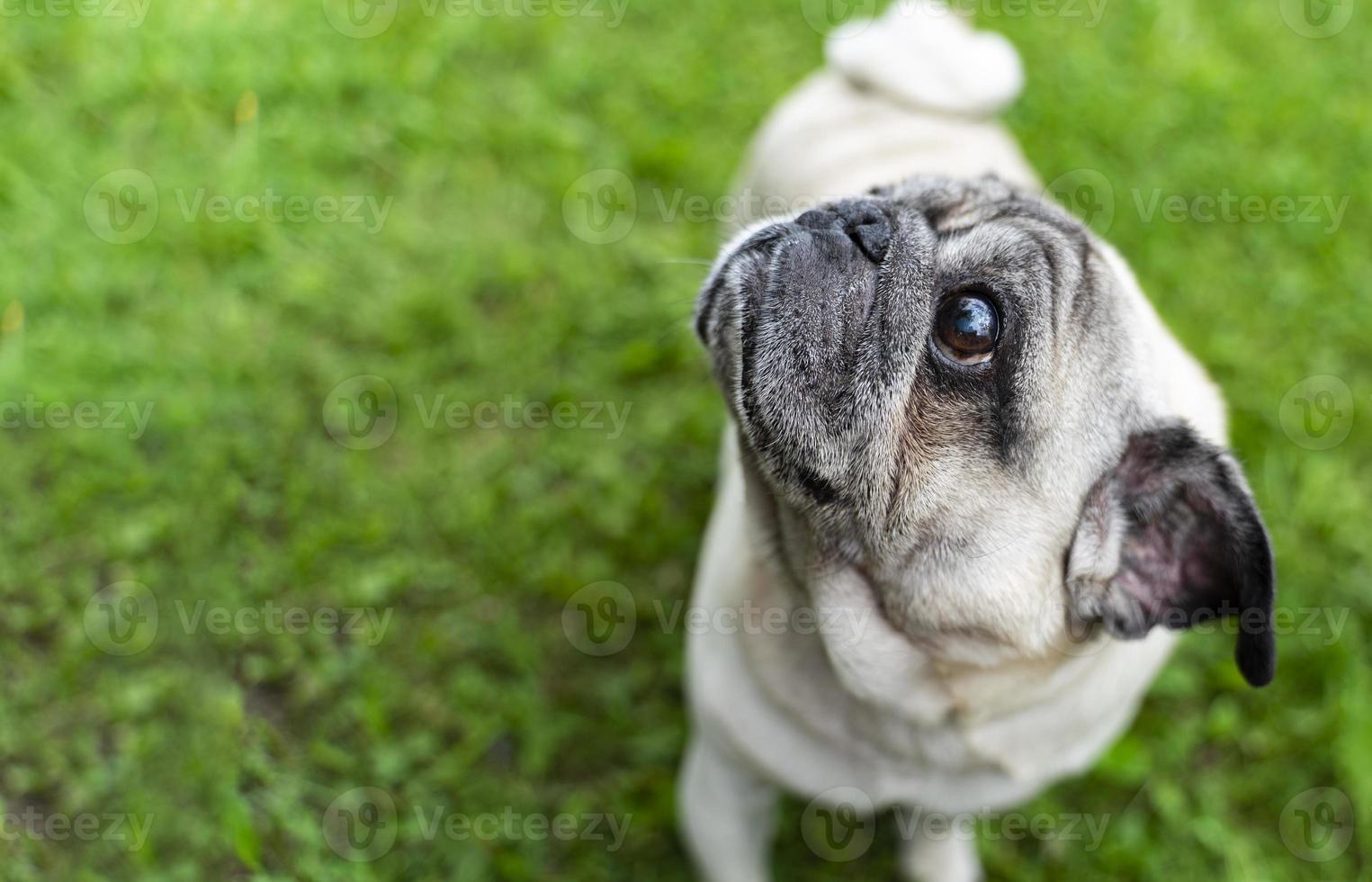 An old pug looking at the top in a green meadow. Good quality photos