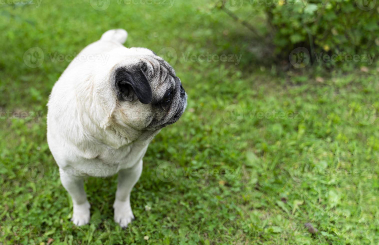 An old pug looking to the side in a green meadow. Good quality photos