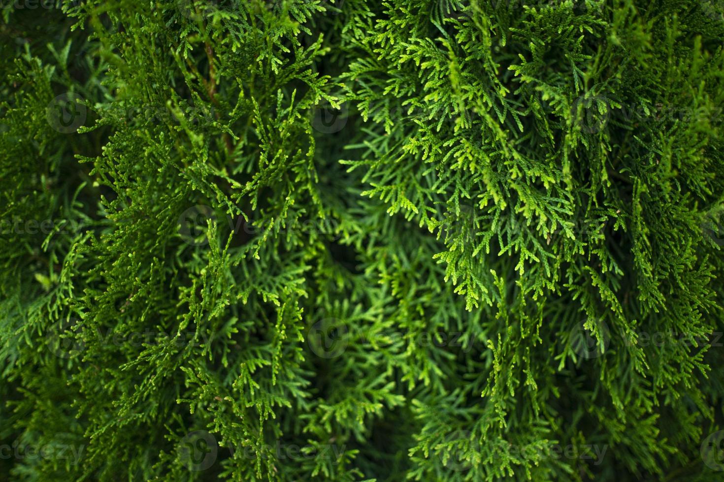 Thuja green branches Plant background of good quality photo