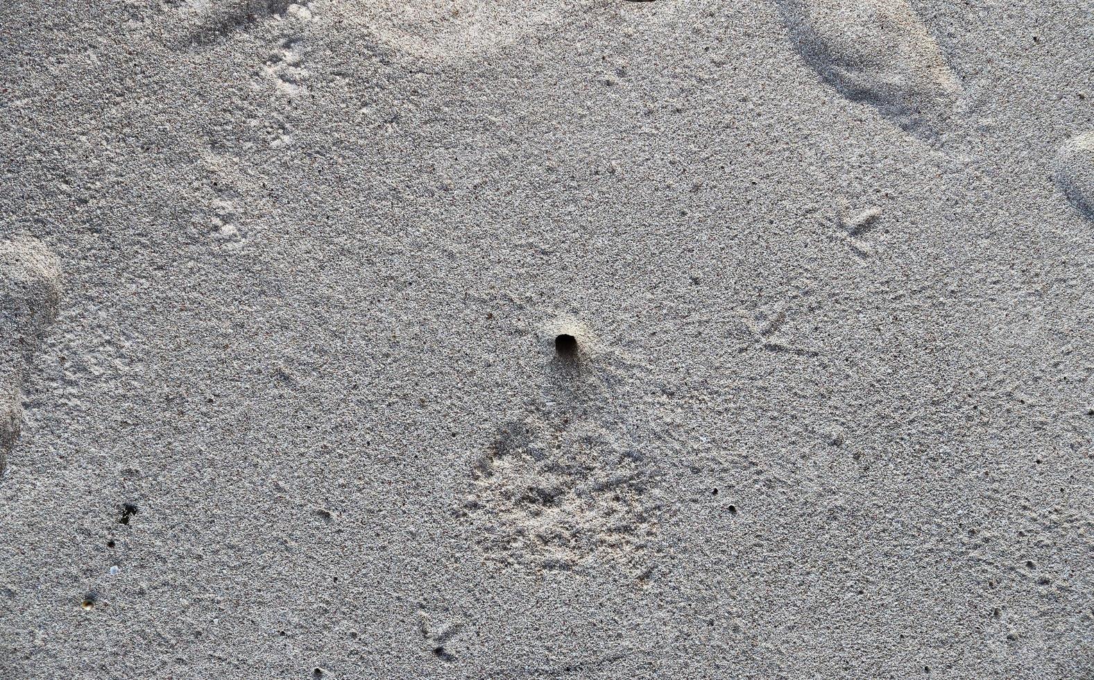 Beautiful shots of the white beach sand on the Seychelles paradise island with footprints photo