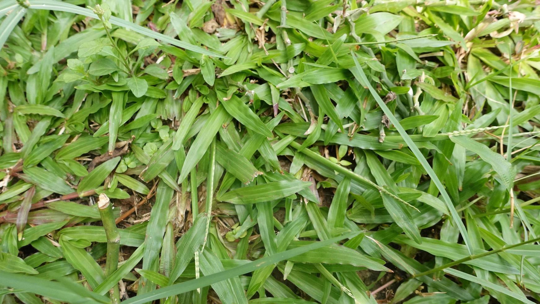 texture of green grass and trees photo